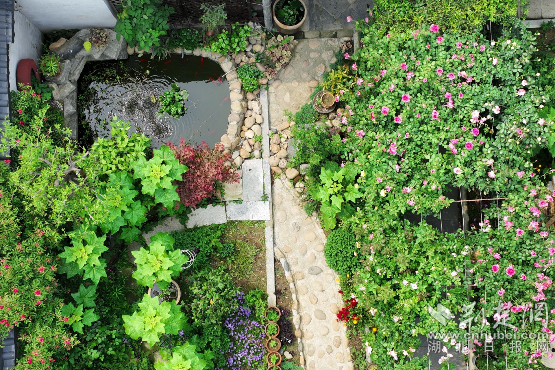 張琴將自家的庭院裝點的郁郁蔥蔥，繁花似錦，可謂一步一景。.jpg.jpg
