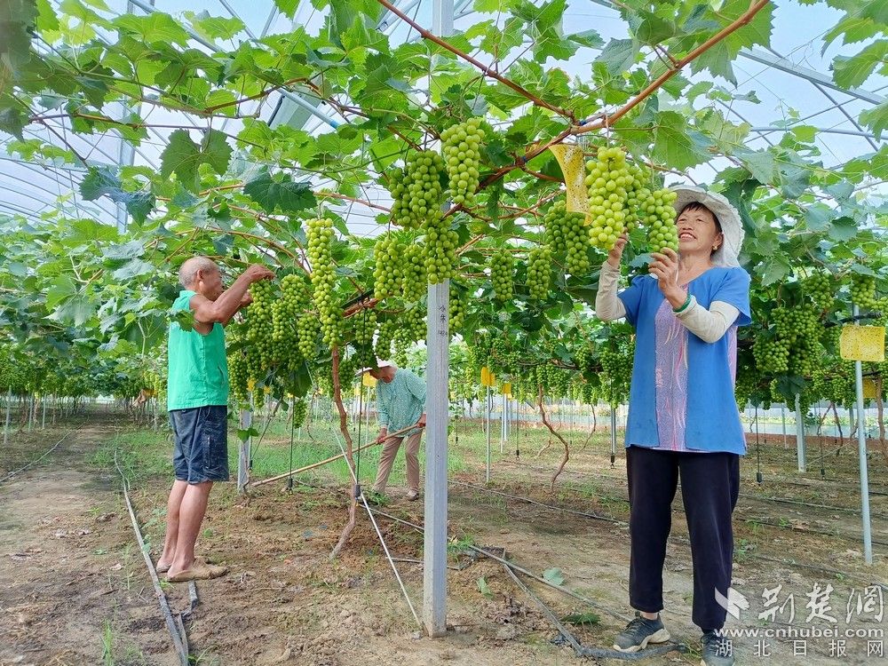 西王村陽光玫瑰葡萄園。通訊員 程愛華 攝.jpg.jpg