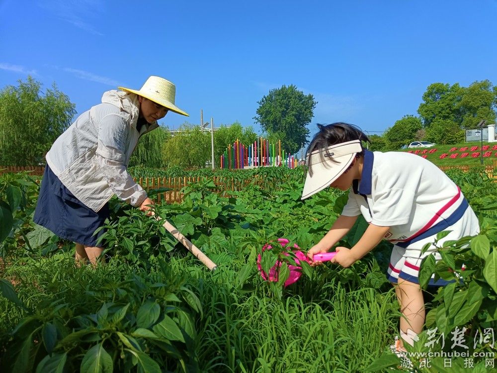 市民帶孩子在共享菜園里鋤草、澆水。通訊員 程愛華 攝.jpg.jpg